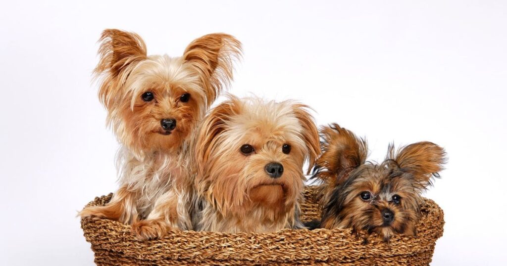 All grown up yorkies in one place | When Do Yorkies Stop Growing