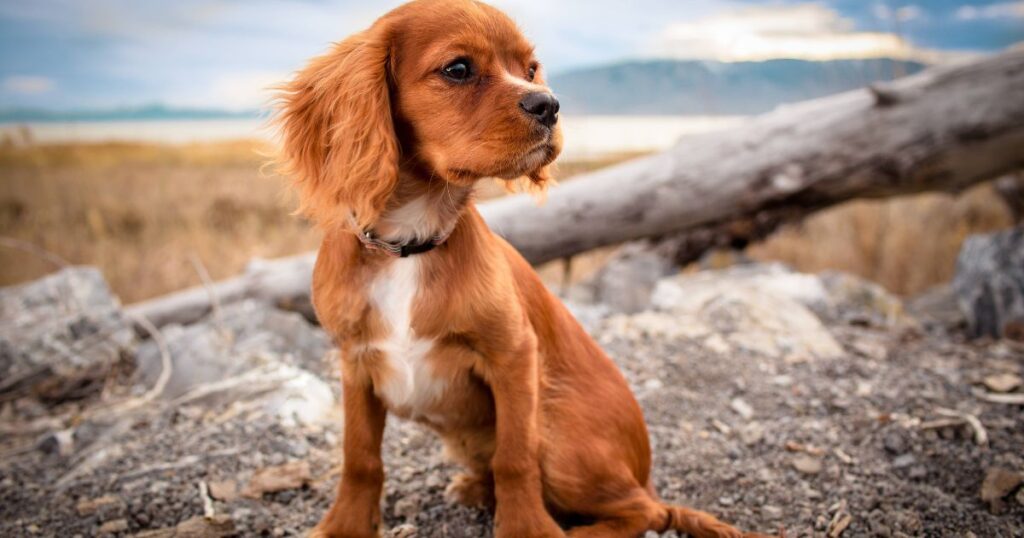 Intelligent Canine Sitting Outside