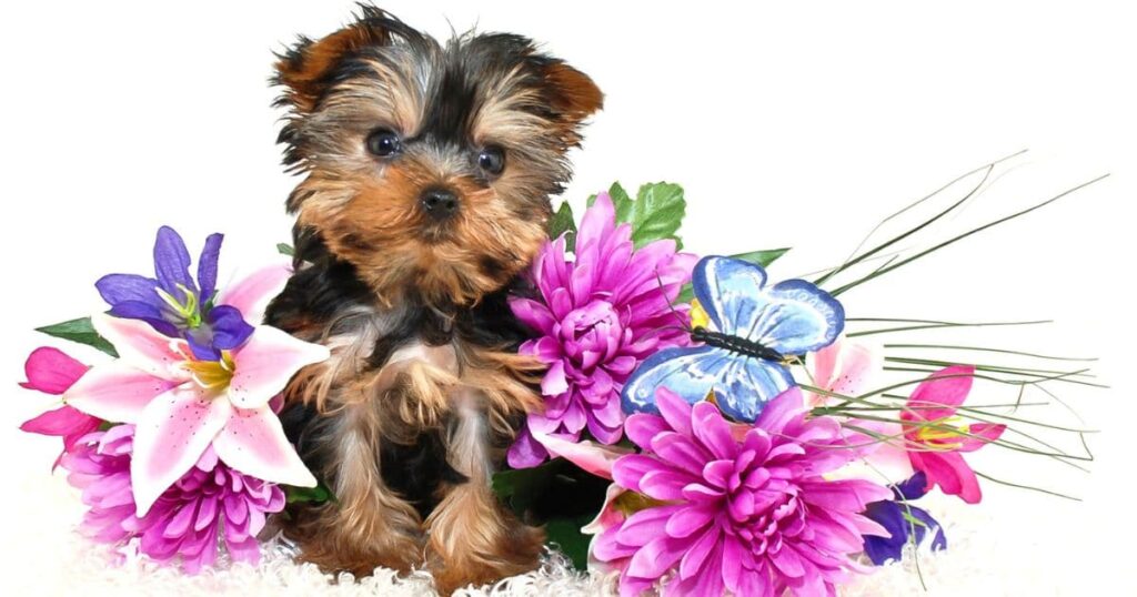 Pet Yorkie surrounded by flowers