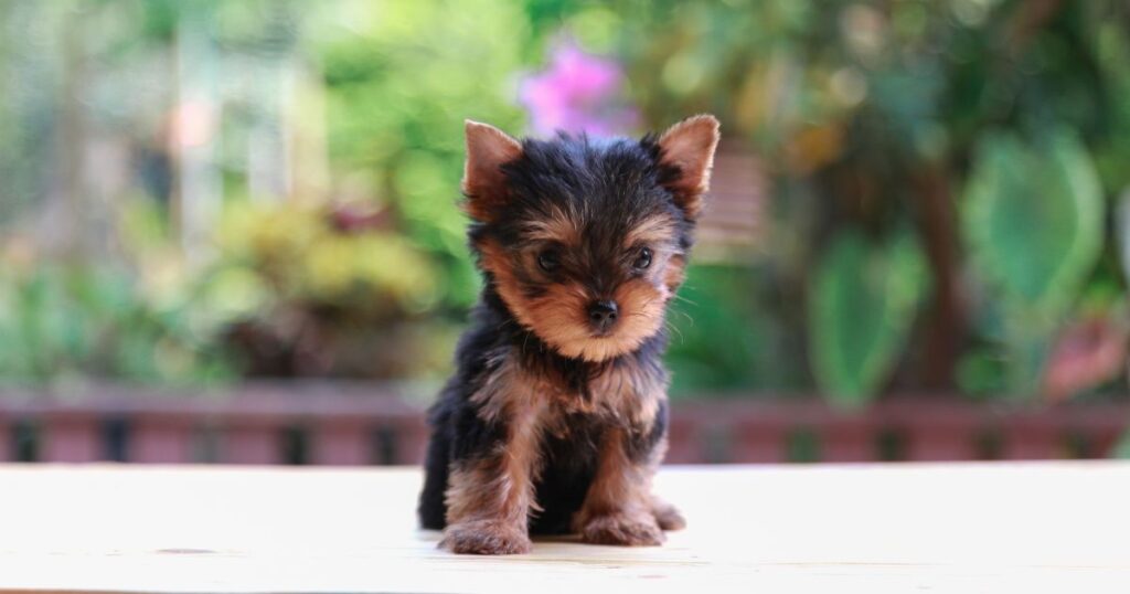 Puppy Yorkie