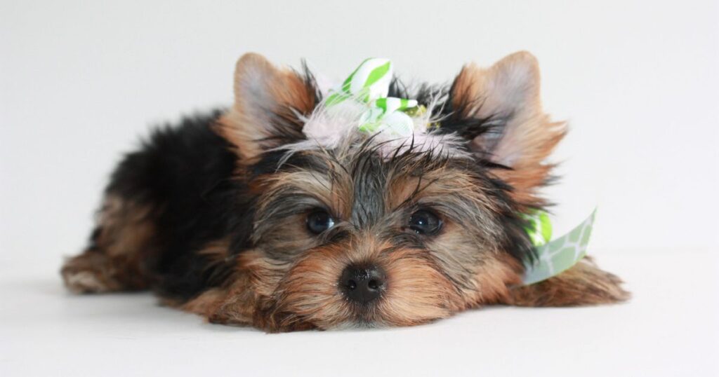 Relaxed yorkie