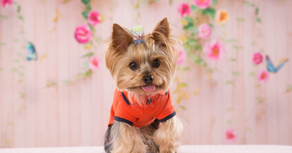 Yorkie Being Happy After Training