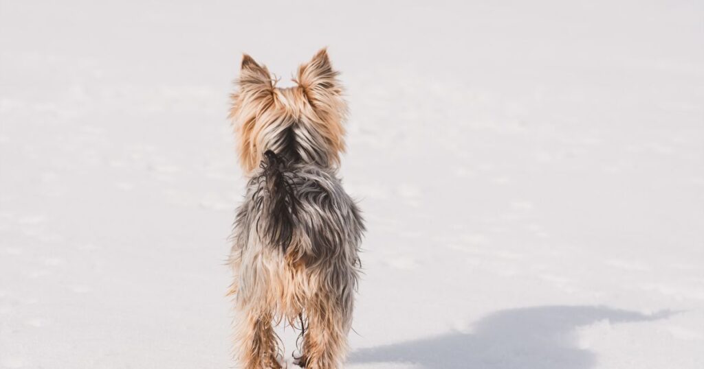 Yorkie appearance with full length tail