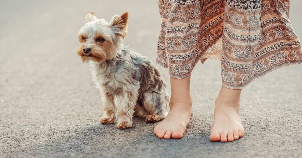 Yorkie dog obeying sit command