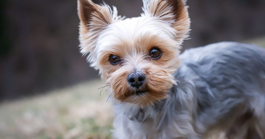 Yorkie posing for a pic