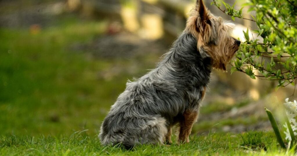 Yorkie sitting in the field and staring