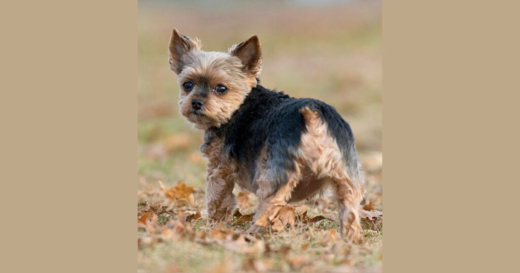 Yorkie with docked tail