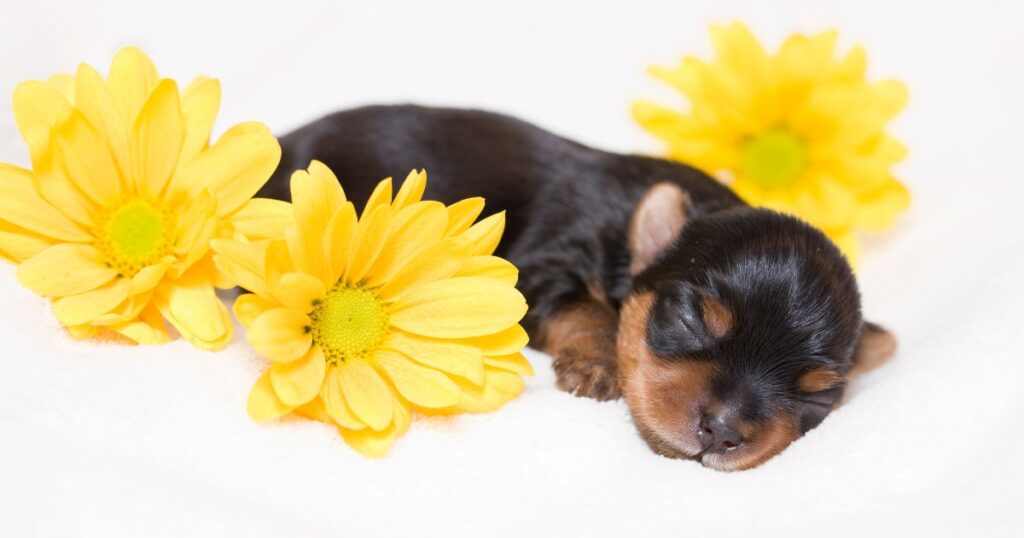 newborn Yorkie puppy sleeping