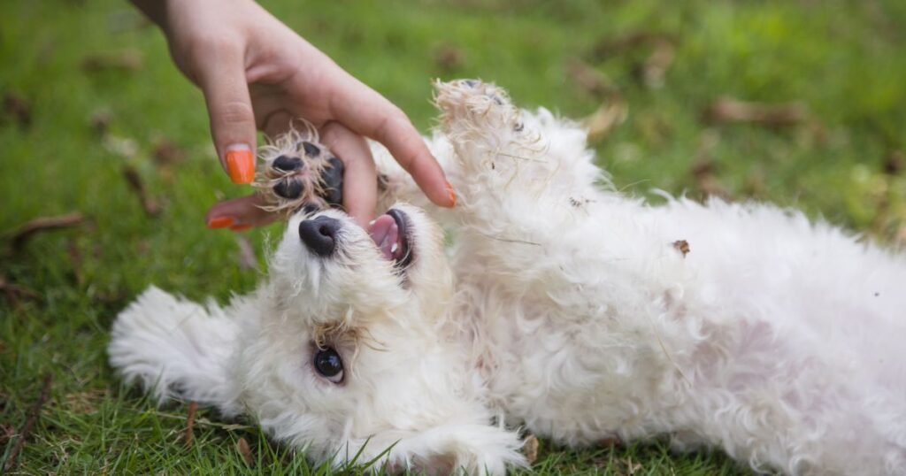 playful Bichon Frise