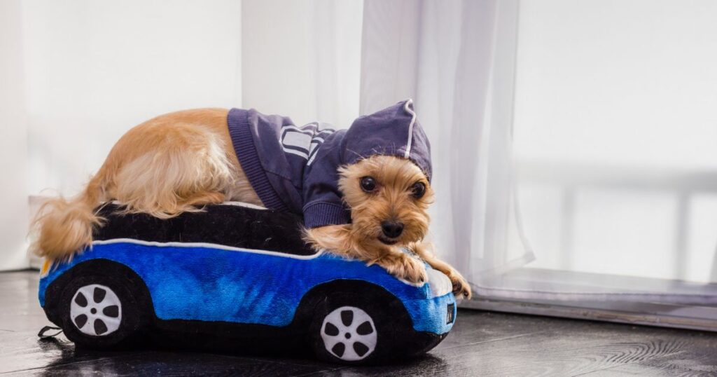 puppy yorkie enjoying a ride