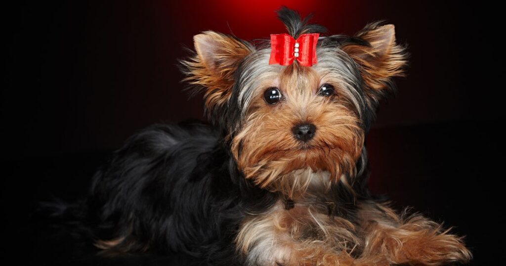 signs of Yorkie pregnancy