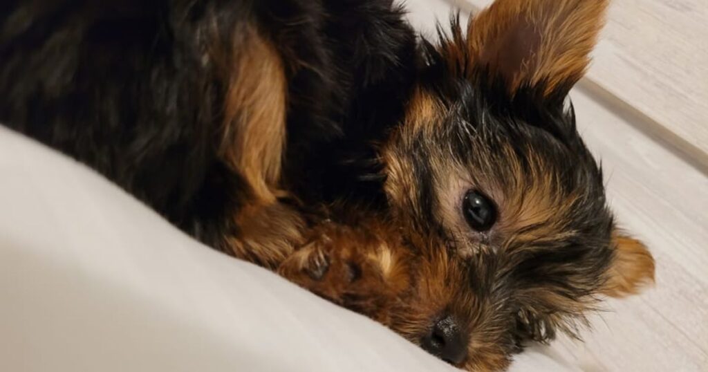 8 week old female yorkie having seizures at night while sleeping