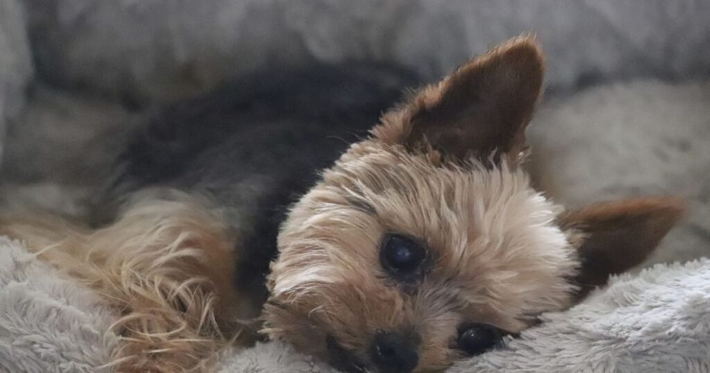 Yorkie name doser suffering from seizures