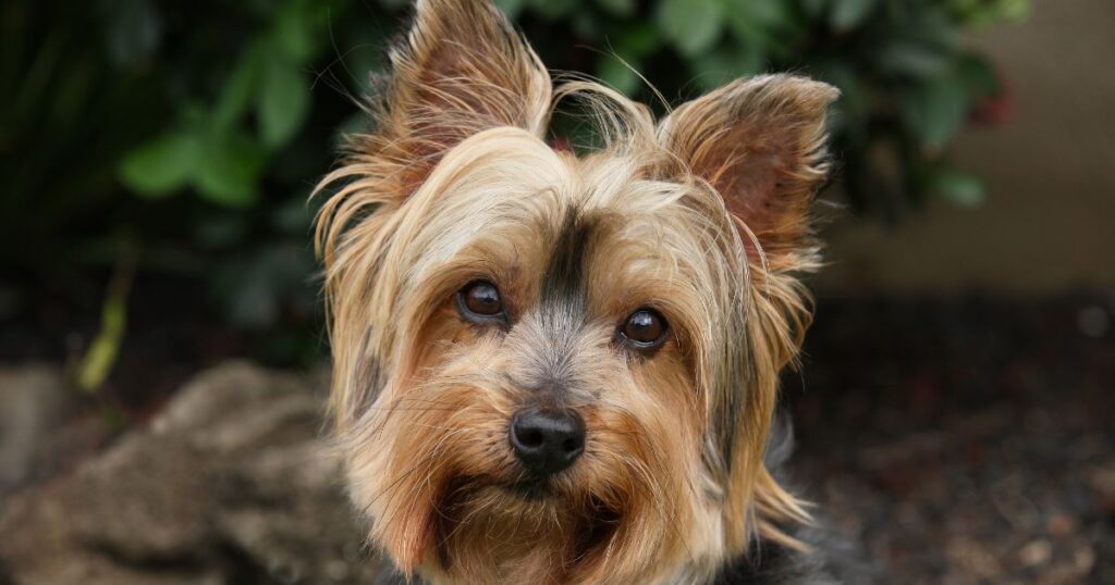 a cute little yorkie posing for pic