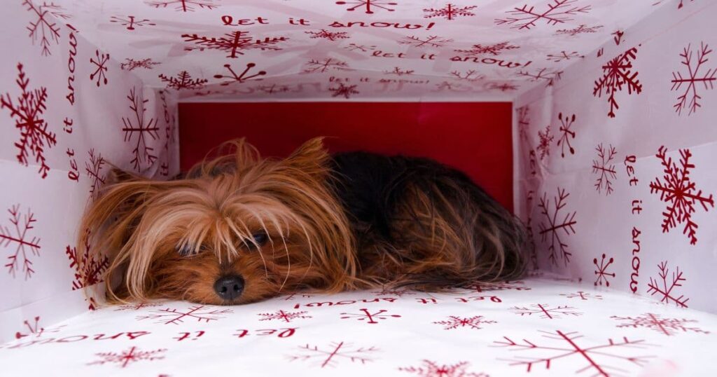 a cute yorkie relaxing