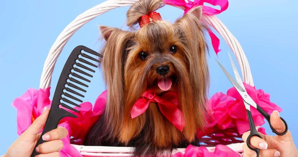 a fresh and clean yorkie