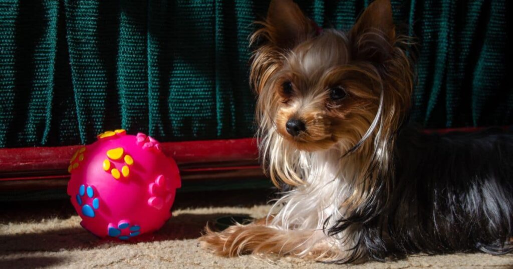 a golden and black coat yorkie