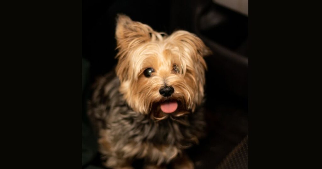 a little yorkie with one floppy ear