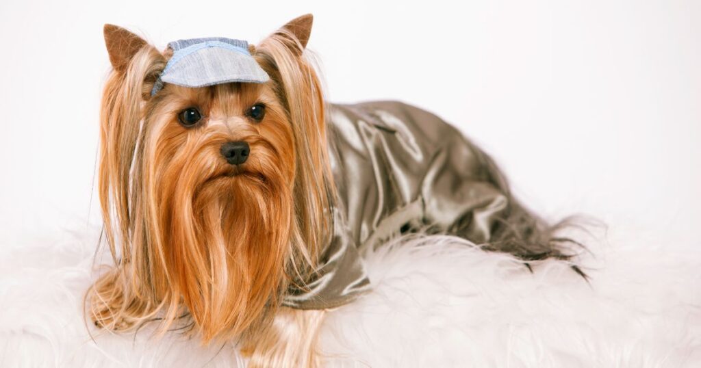 a long haired yorkie with cap