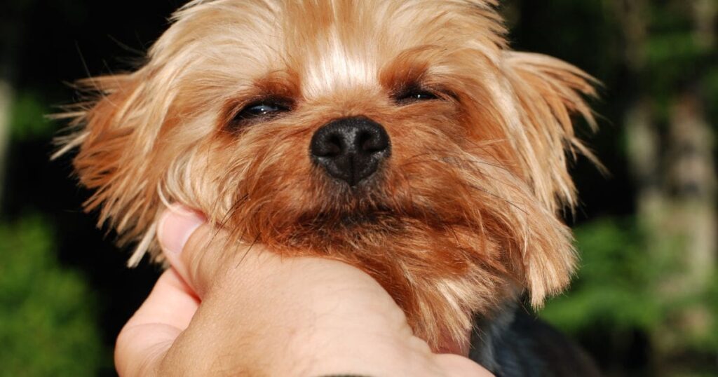 a owner calming a yorkie with gentle touch