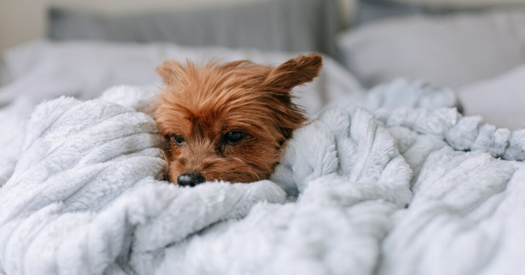 a sleepy yorkie in blanket