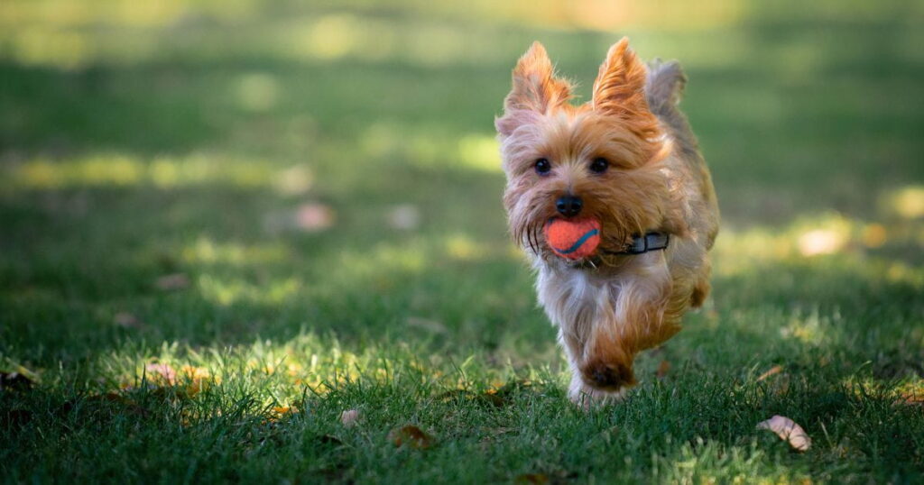 a yorkie biting a tennis ball