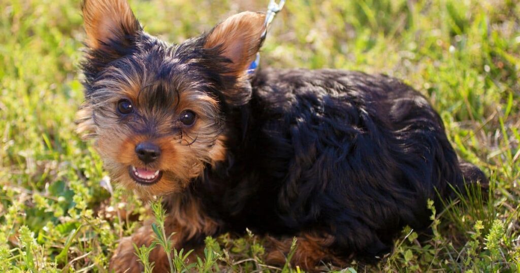 a yorkie enjoying a walk with owner