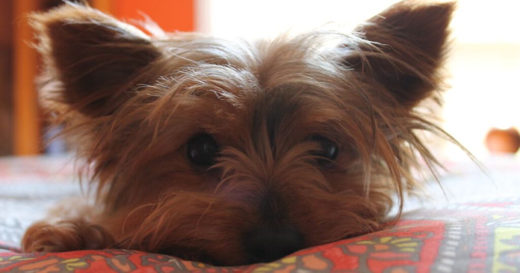 a yorkie resting after falling suddenly