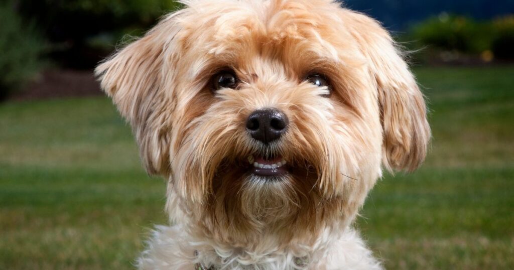 a yorkie showing teeth