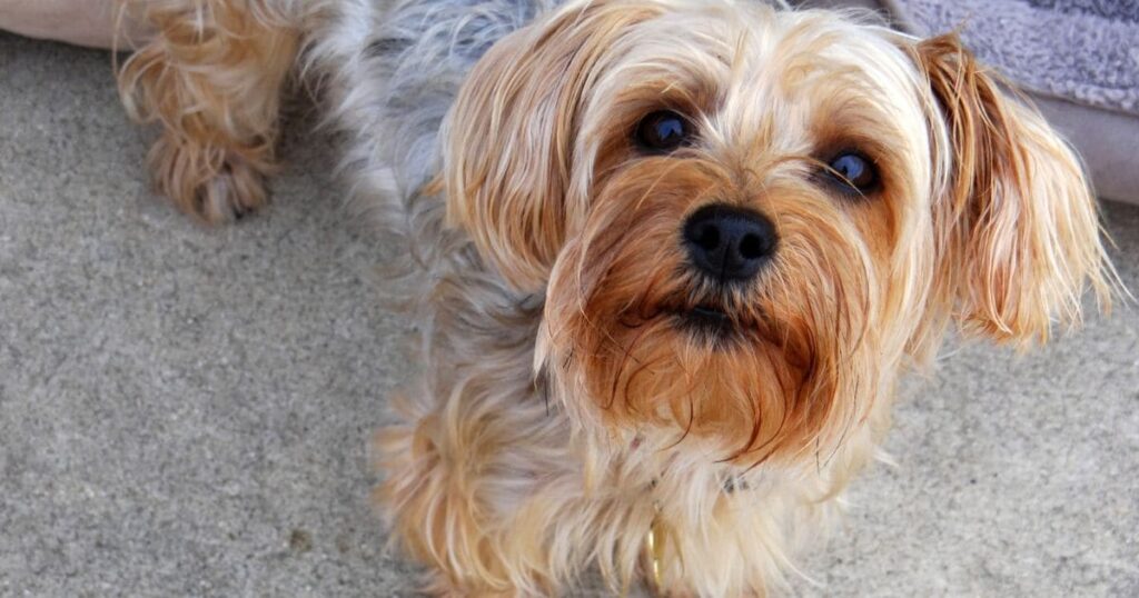 a yorkie sitting after a sit command