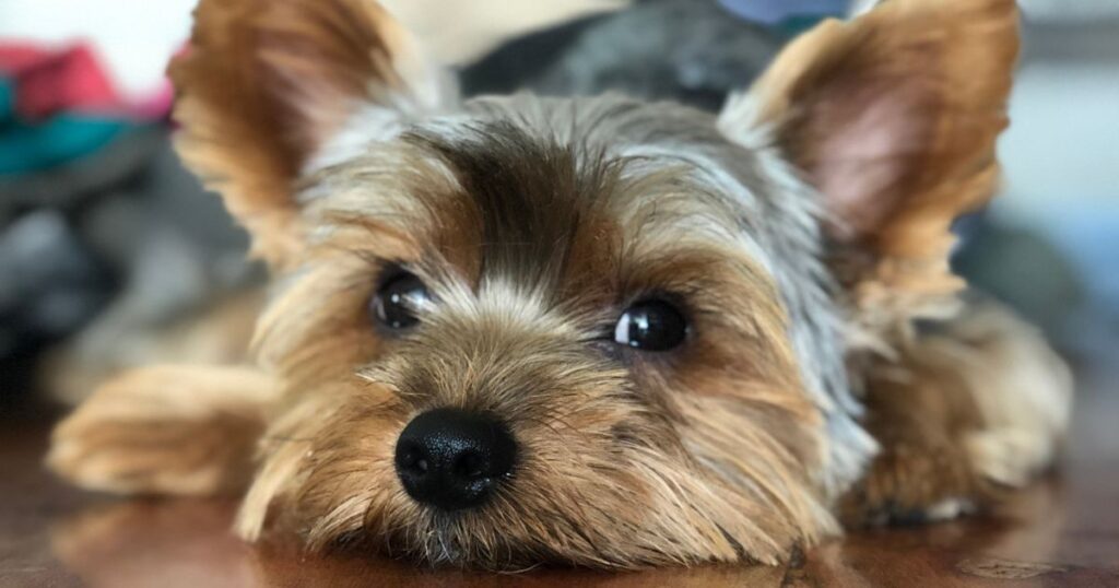 a yorkie with cute nose