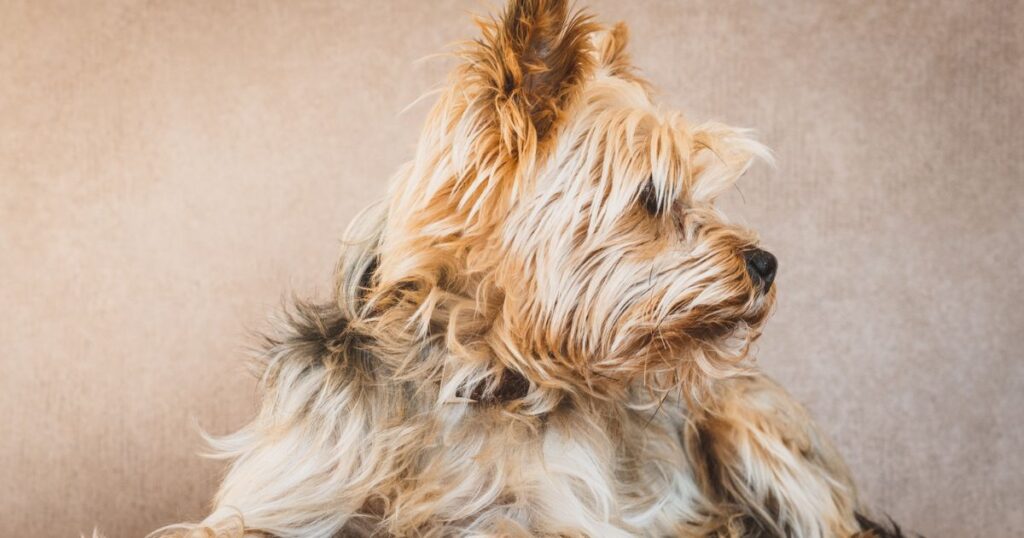 a yorkie with long hairy coat