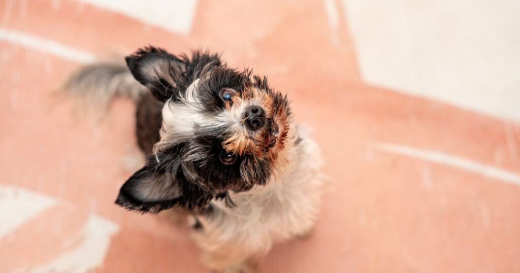 a yorkie with stand up ears