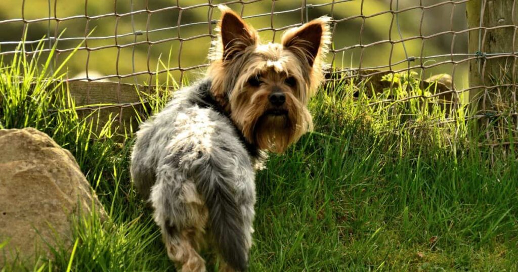 aged yorkie