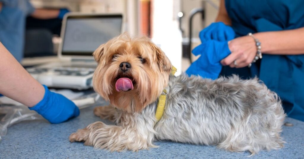 an aged yorkie in vet clinic