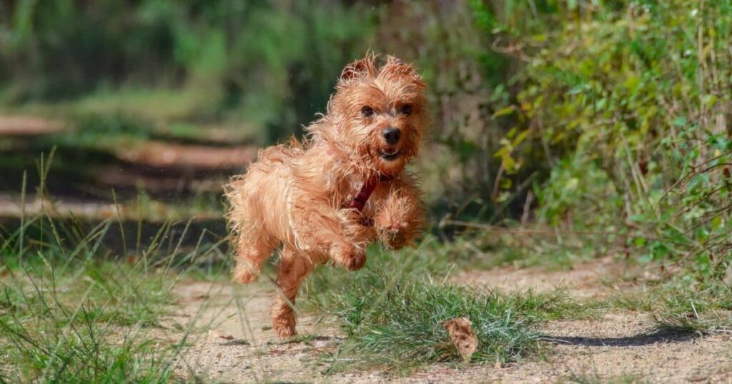 an energetic yorkie playing