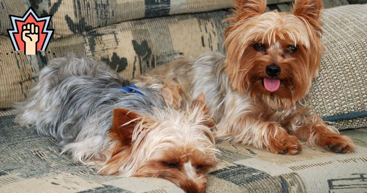 Are Male Yorkies Bigger Than Females? [Male VS Female]