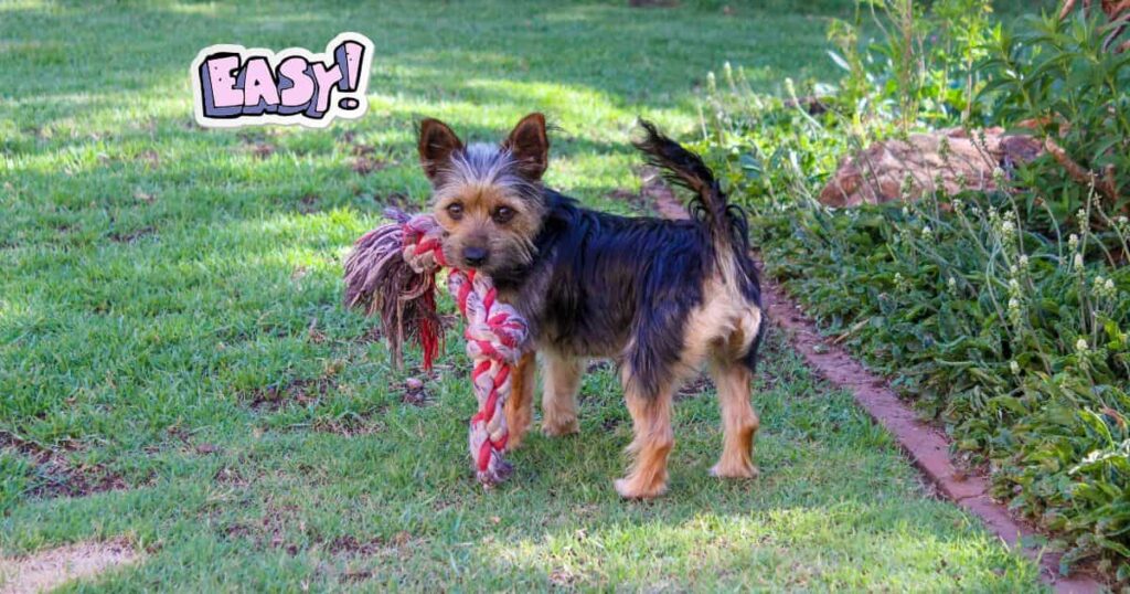 are yorkies easy to train