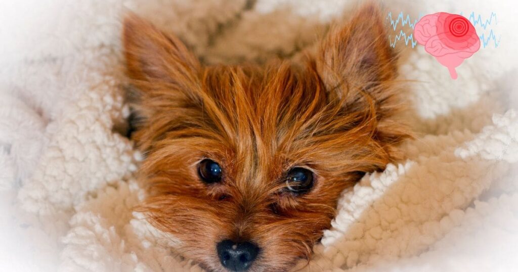 are yorkies prone to seizures