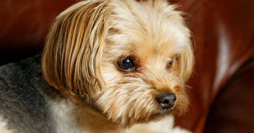 cute puppy yorkie dog