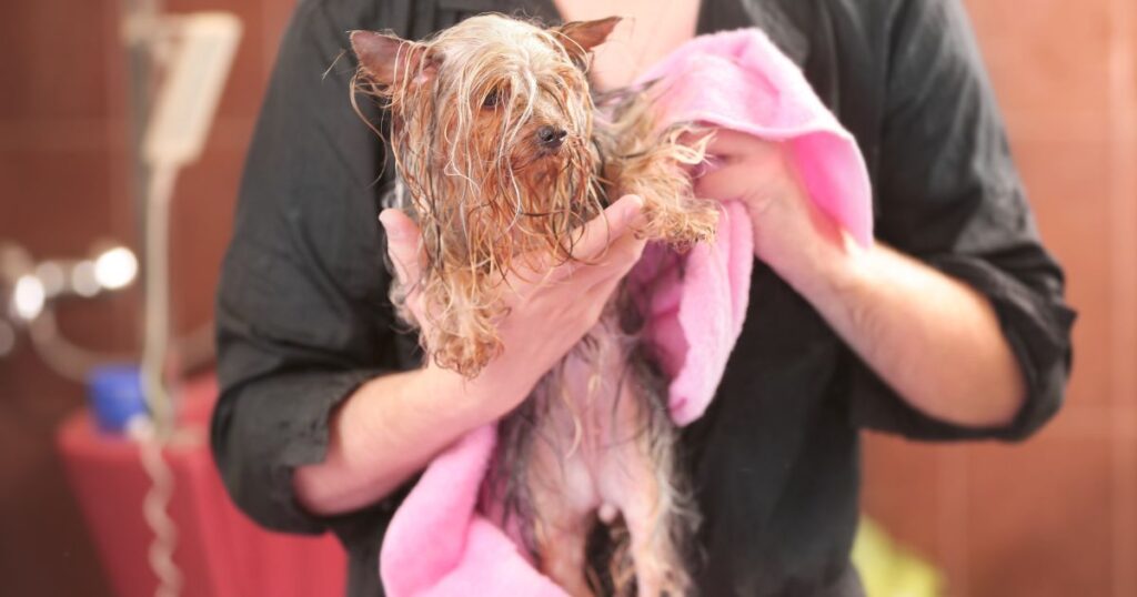 drying off yorkie with soft towel