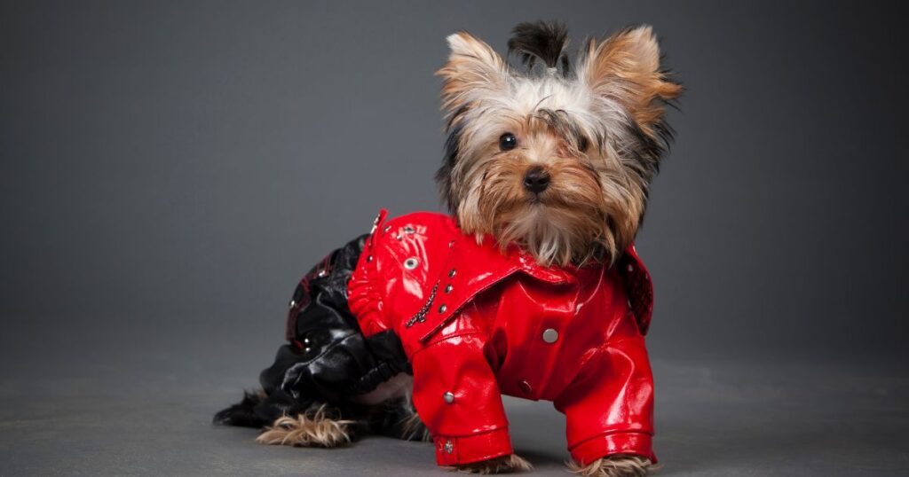 fashionable and confident female yorkie