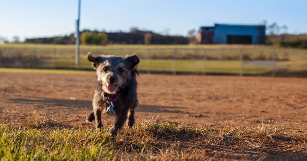 happy yorkie with healthy oral health