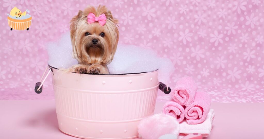 how often should yorkies be bathed