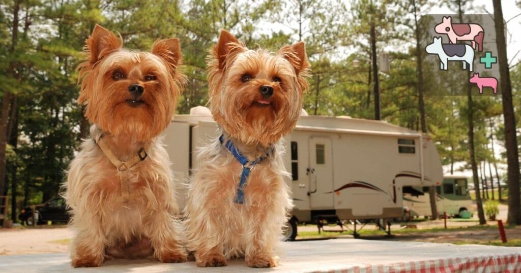 how old do yorkies have to be to breed