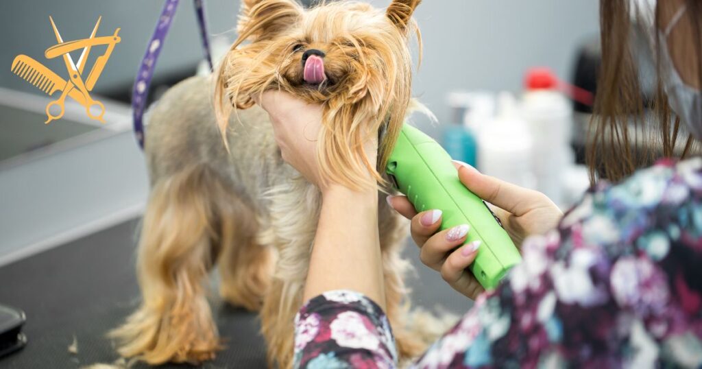 how to cut yorkies hair