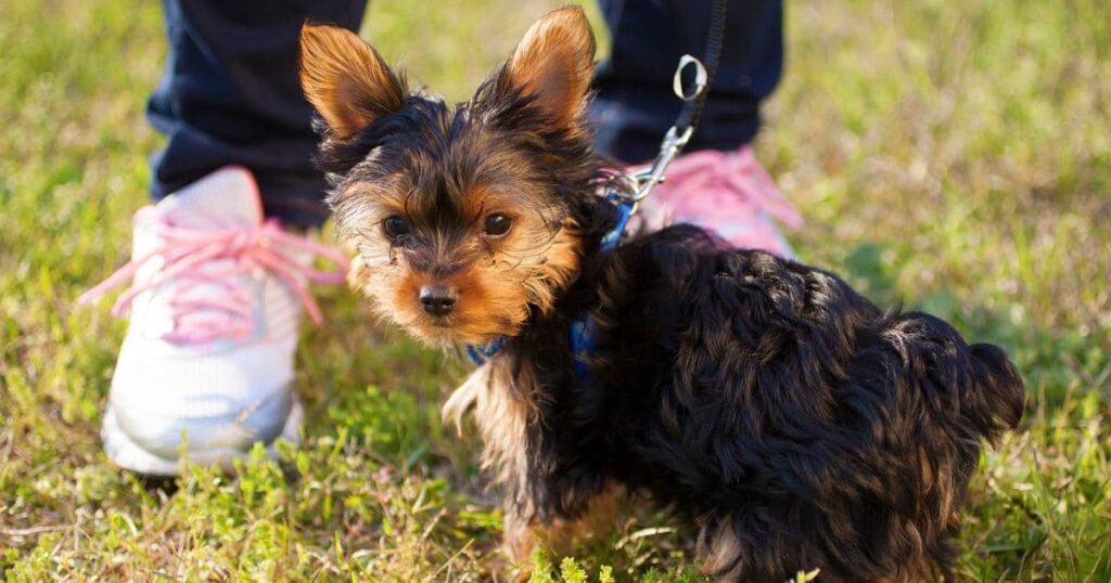 little cute yorkie outing