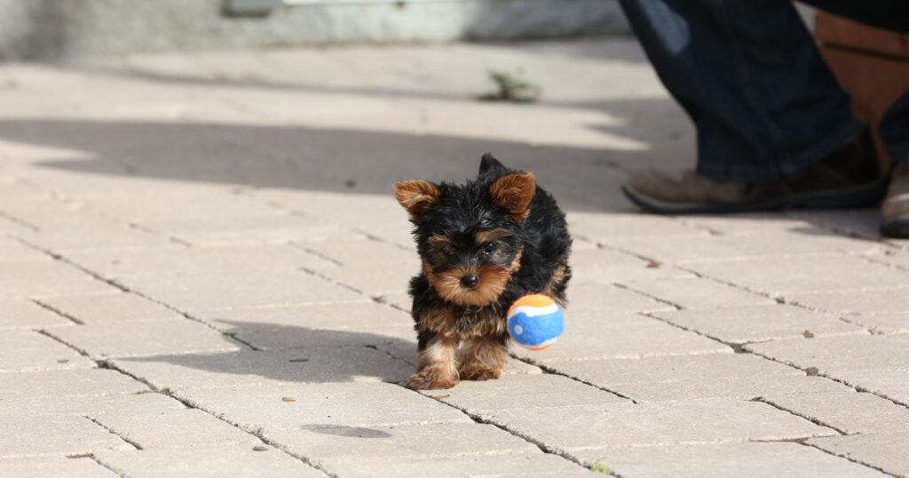 little yorkie playing in summer