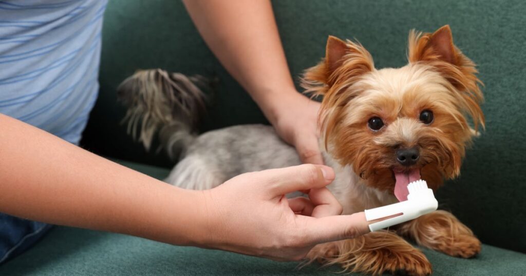 man brushing dog teeth on couch