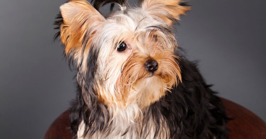 purebred parti yorkie